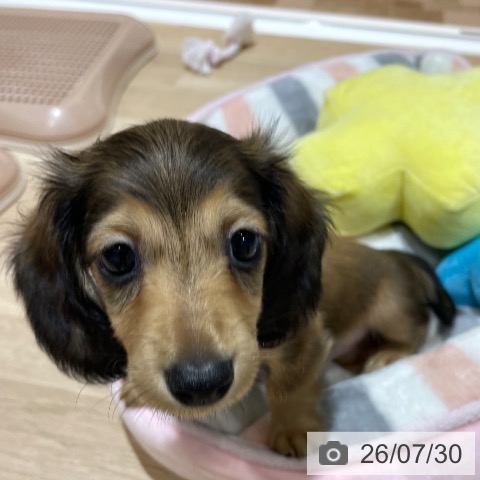 埼玉県のカニンヘンダックスフンド(ロング) (ペットプラス ららぽーと富士見店/2026年5月27日生まれ/女の子/シェーデットイエロー)の子犬の4枚目の画像