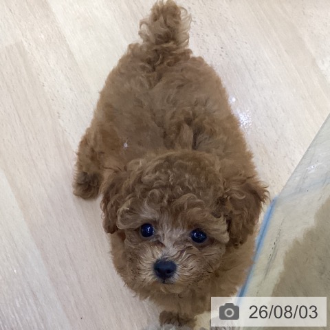埼玉県のトイプードル(トイ) (ペットプラス 羽生店/2026年5月20日生まれ/男の子/レッド)の子犬の4枚目の画像