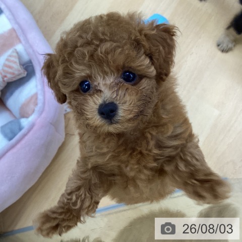 埼玉県のトイプードル(トイ) (ペットプラス 羽生店/2026年5月20日生まれ/男の子/レッド)の子犬の3枚目の画像