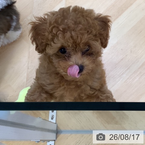 埼玉県のトイプードル(トイ) (ペットプラス 羽生店/2026年5月20日生まれ/男の子/レッド)の子犬の3枚目の画像