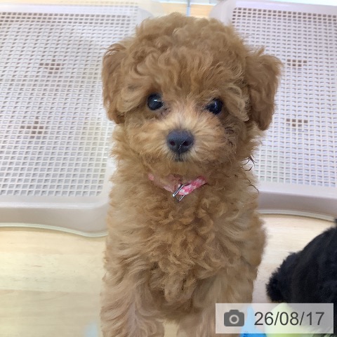埼玉県のトイプードル(トイ) (ペットプラス 羽生店/2026年5月20日生まれ/男の子/レッド)の子犬の3枚目の画像