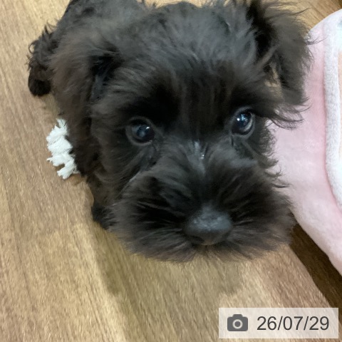 埼玉県のミニチュアシュナウザー (ペッツワン 吉川美南店/2026年5月21日生まれ/女の子/ブラック)の子犬の4枚目の画像
