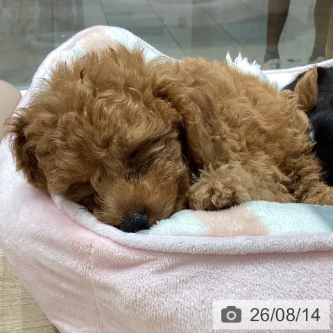 埼玉県のトイプードル(トイ) (ペットプラス ピオニウォーク東松山店/2026年5月23日生まれ/男の子/アプリコット)の子犬の3枚目の画像