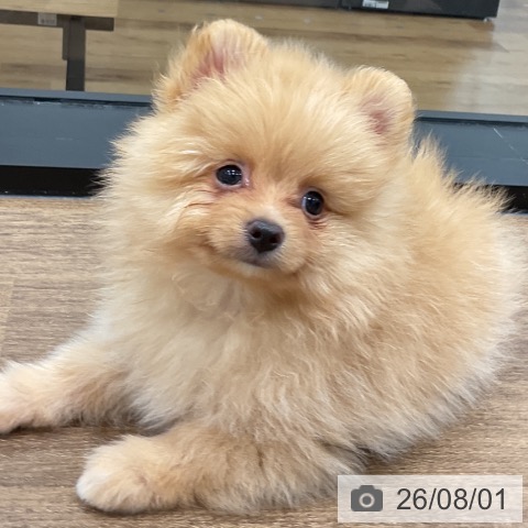 神奈川県のポメラニアン (ペッツワン 小田原店/2026年5月28日生まれ/男の子/クリーム)の子犬の4枚目の画像