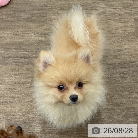 神奈川県のポメラニアン (ペッツワン 小田原店/2026年5月28日生まれ/男の子/クリーム)の子犬の4枚目の画像