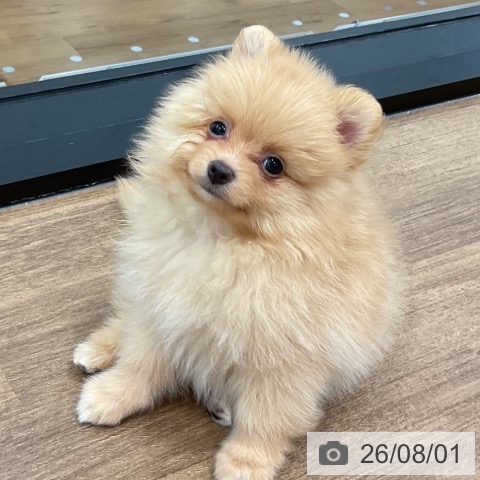 神奈川県のポメラニアン (ペッツワン 小田原店/2026年5月28日生まれ/男の子/クリーム)の子犬の3枚目の画像