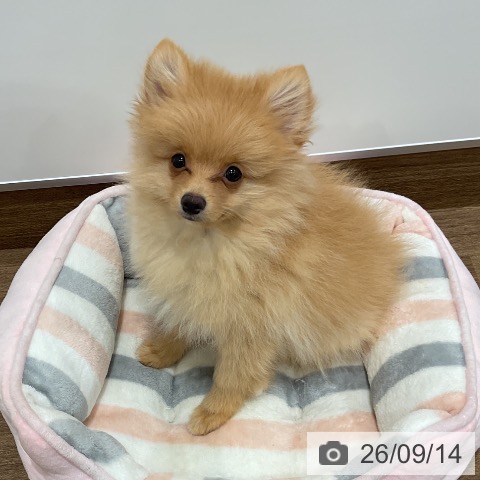 神奈川県のポメラニアン (ペッツワン 小田原店/2026年5月28日生まれ/男の子/クリーム)の子犬の4枚目の画像