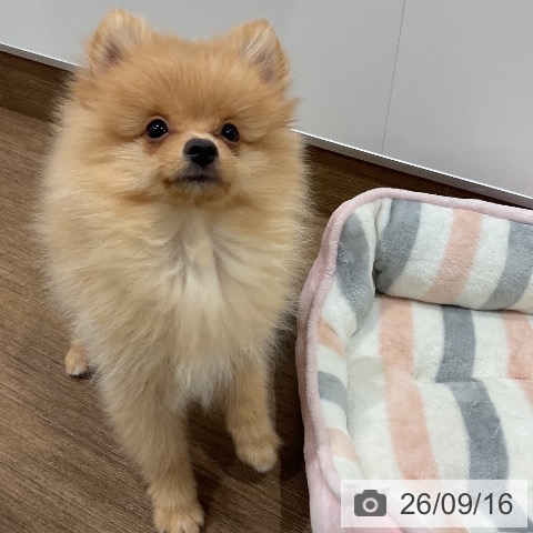 神奈川県のポメラニアン (ペッツワン 小田原店/2026年5月28日生まれ/男の子/クリーム)の子犬の3枚目の画像