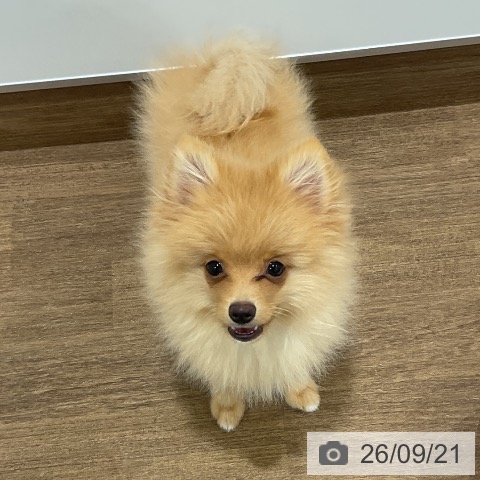 神奈川県のポメラニアン (ペッツワン 小田原店/2026年5月28日生まれ/男の子/クリーム)の子犬の3枚目の画像
