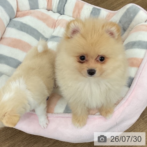 ポメラニアンの写真