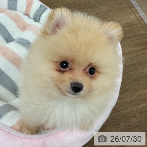 ポメラニアンの写真