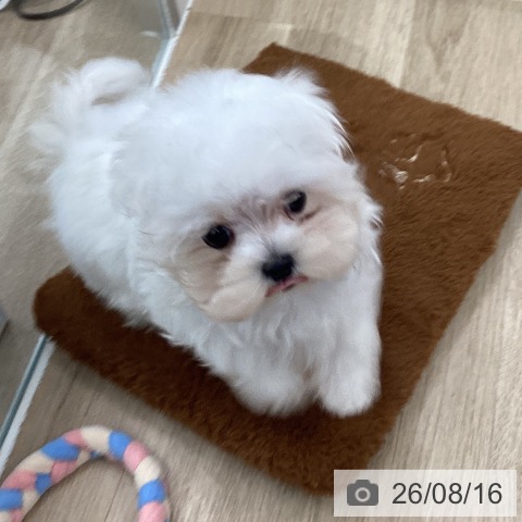 千葉県のマルチーズ (ペットプラス 船橋店/2026年5月26日生まれ/男の子/ホワイト)の子犬の4枚目の画像