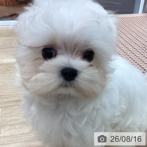 茨城県のマルチーズ (ペッツワン 阿見店/2026年5月26日生まれ/男の子/ホワイト)の子犬の4枚目の画像