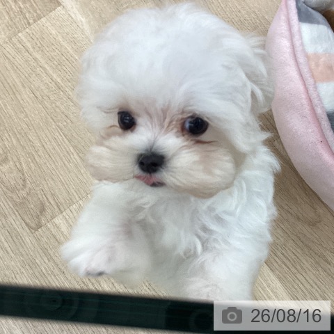 千葉県のマルチーズ (ペットプラス 船橋店/2026年5月26日生まれ/男の子/ホワイト)の子犬の3枚目の画像