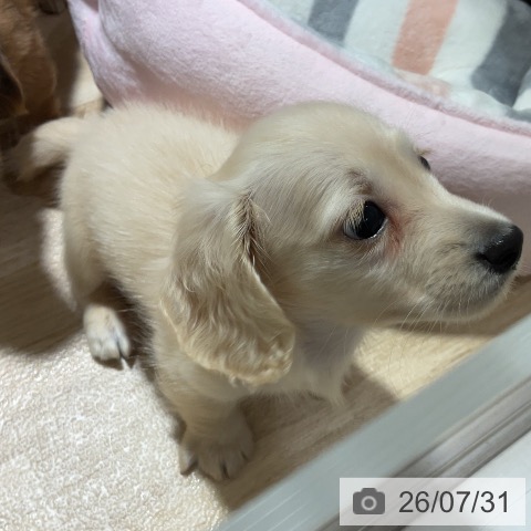 ミニチュア・ダックスフンドの写真