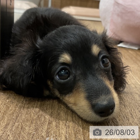 神奈川県のミニチュアダックスフンド(ロング) (ペッツワン 小田原店/2026年5月22日生まれ/女の子/ブラックタン)の子犬の3枚目の画像