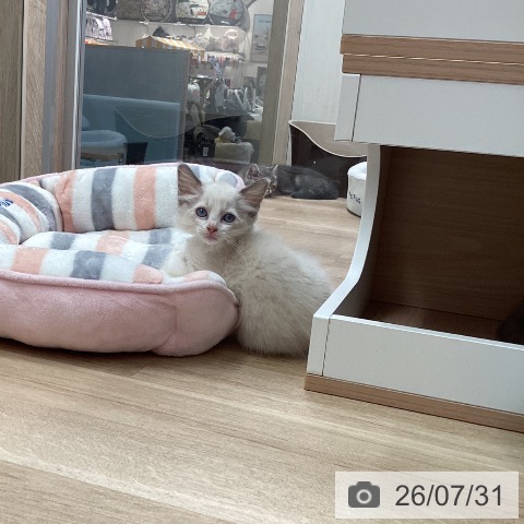 ラグドールの写真