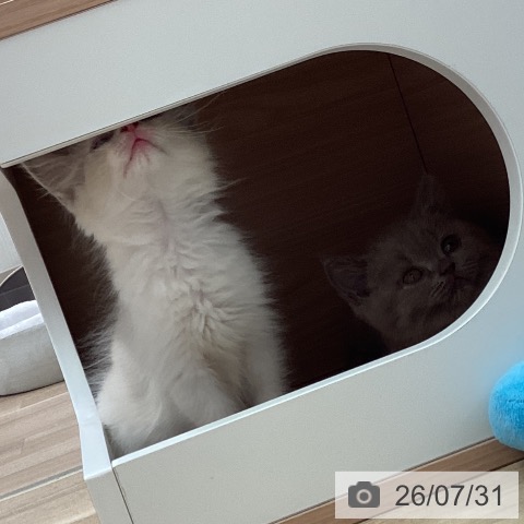 ラグドールの写真