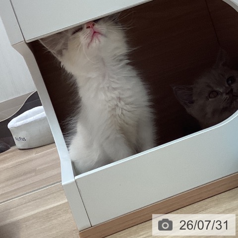 ラグドールの写真