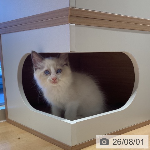 鹿児島県のラグドール (ペットプラス 姶良店/2026年5月29日生まれ/男の子/ブルーポイントバイカラー)の子猫の3枚目の画像