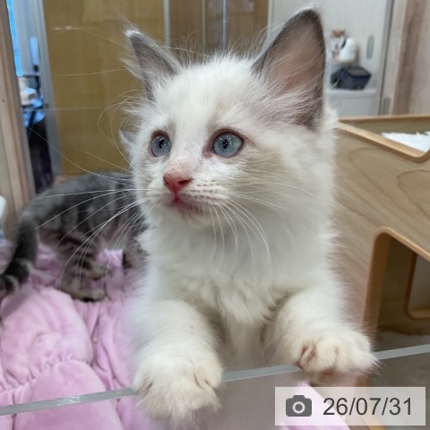福岡県のラグドール (ペットプラス 福岡店/2026年5月29日生まれ/女の子/ブルーポイントバイカラー)の子猫の4枚目の画像