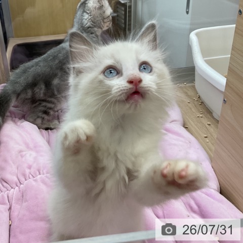 福岡県のラグドール (ペットプラス 福岡店/2026年5月29日生まれ/女の子/ブルーポイントバイカラー)の子猫の3枚目の画像