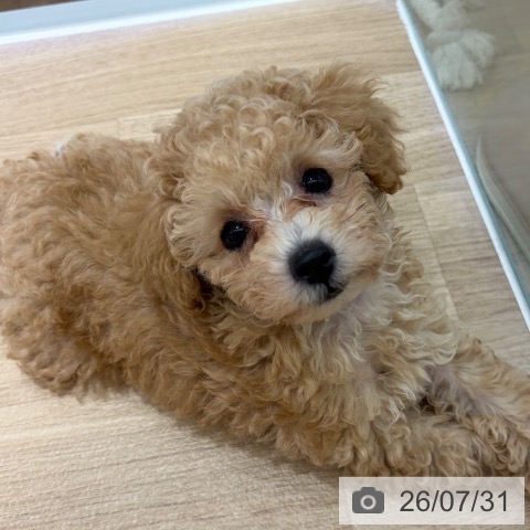 長野県のトイプードル(トイ) (ペットプラス 長野店/2026年5月23日生まれ/女の子/アプリコット)の子犬の3枚目の画像