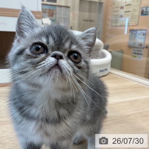 エキゾチックの写真