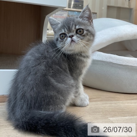 エキゾチックの写真