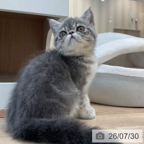 エキゾチックの写真