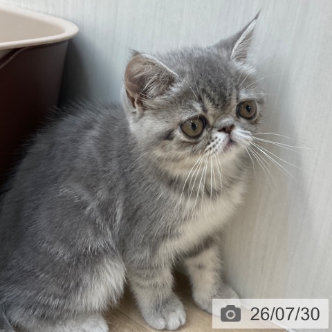 エキゾチックの写真