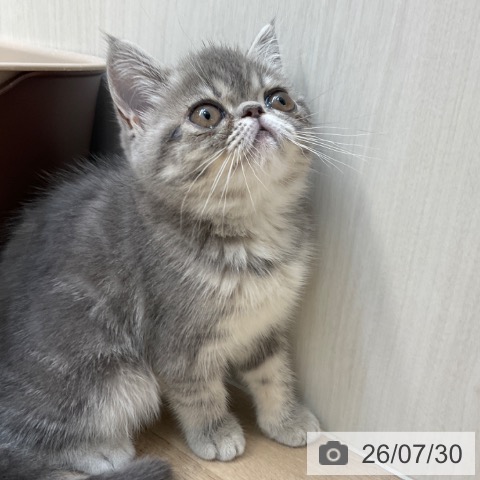 エキゾチックの写真