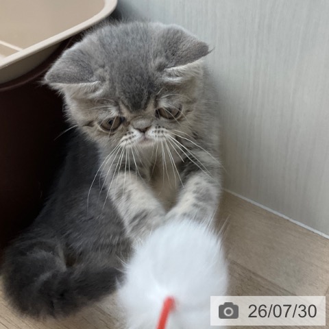 エキゾチックの写真