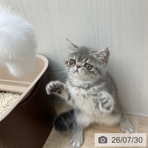 エキゾチックの写真