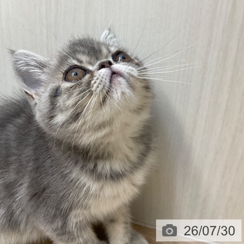 エキゾチックの写真