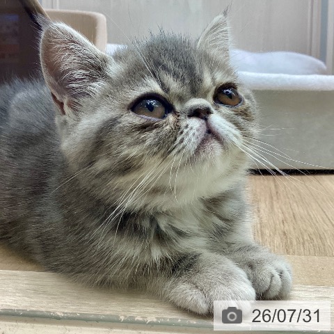 エキゾチックの写真