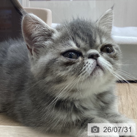 エキゾチックの写真