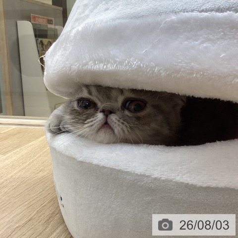 エキゾチックの写真