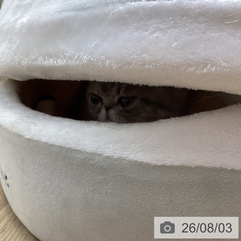 エキゾチックの写真