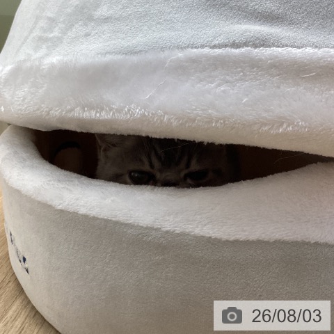 エキゾチックの写真