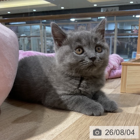 福岡県のブリティッシュショートヘアー (ペットプラス 小倉南店/2026年5月22日生まれ/女の子/ブルー)の子猫の4枚目の画像