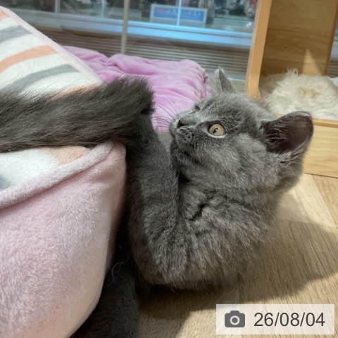福岡県のブリティッシュショートヘアー (ペットプラス 小倉南店/2026年5月22日生まれ/女の子/ブルー)の子猫の3枚目の画像