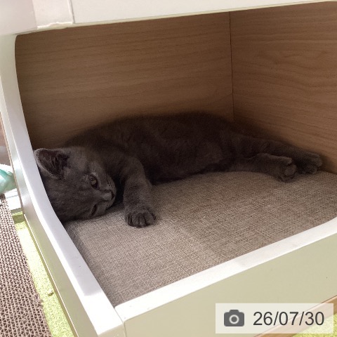 沖縄県のブリティッシュショートヘアー (ペットプラス 沖縄ライカム店/2026年5月26日生まれ/男の子/ブルー)の子猫の3枚目の画像