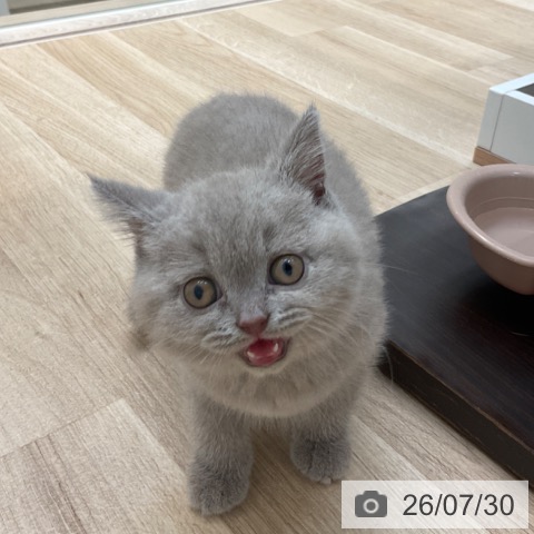 ブリティッシュショートヘアの写真
