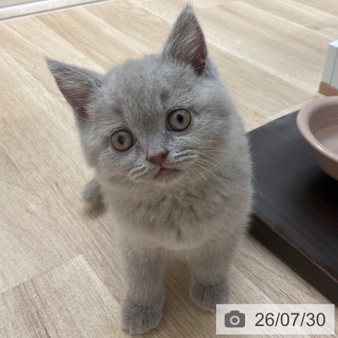 ブリティッシュショートヘアの写真