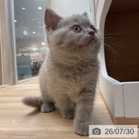 ブリティッシュショートヘアの写真