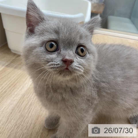 ブリティッシュショートヘアの写真