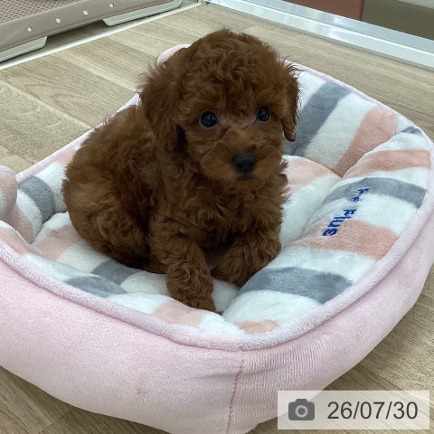 長野県のトイプードル(トイ) (ペットプラス 須坂店/2026年5月30日生まれ/男の子/レッド)の子犬の3枚目の画像