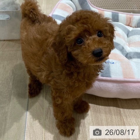 長野県のトイプードル(トイ) (ペットプラス 須坂店/2026年5月30日生まれ/男の子/レッド)の子犬の4枚目の画像