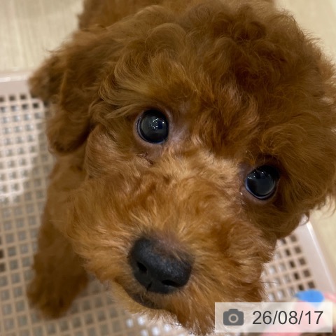 長野県のトイプードル(トイ) (ペットプラス 須坂店/2026年5月30日生まれ/男の子/レッド)の子犬の3枚目の画像